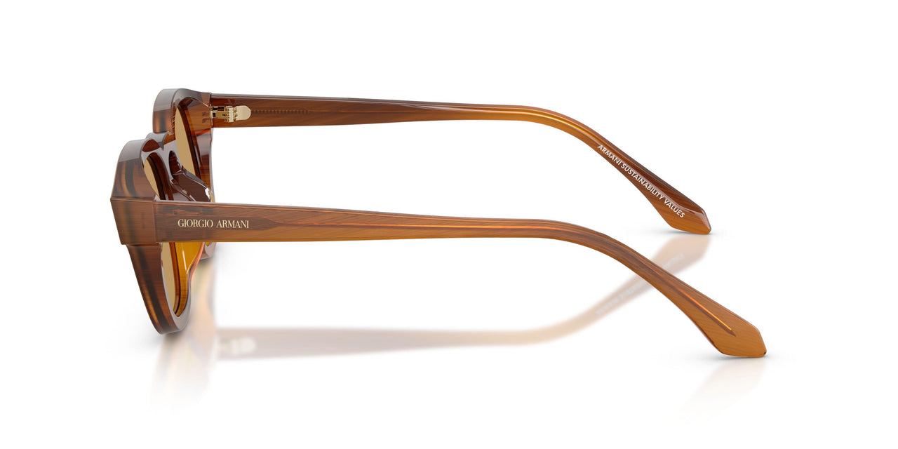 616373 - Tortoise - Brown