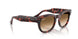 133451 - Tortoise - Clear Gradient Brown