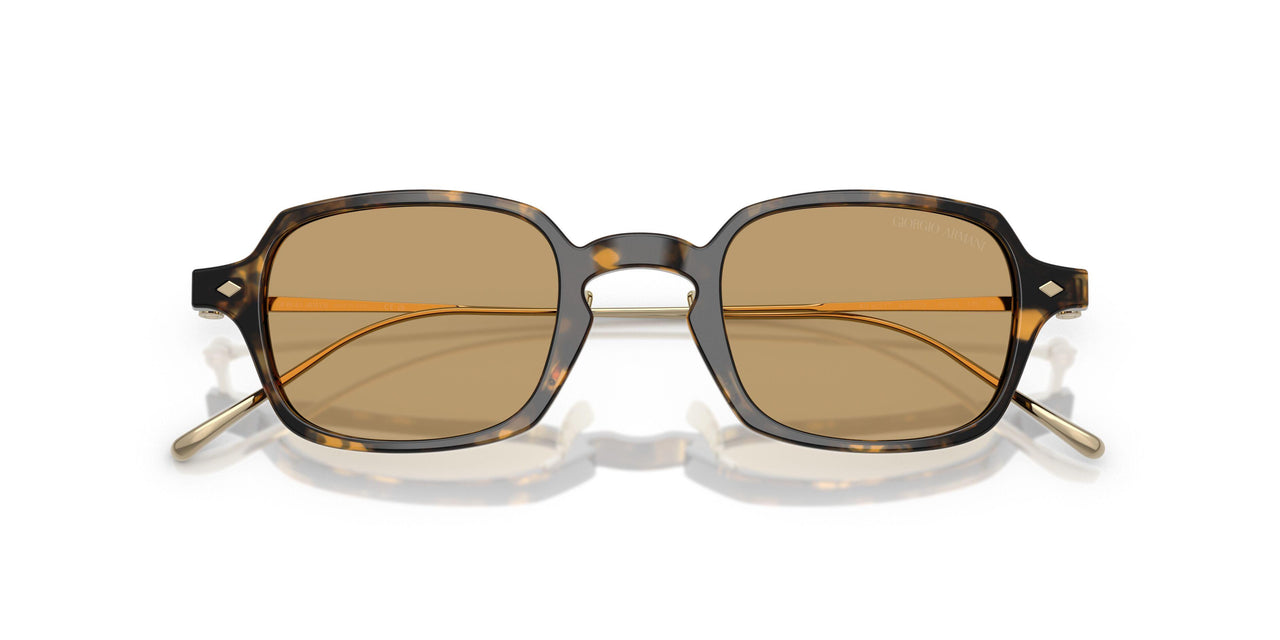 620773 - Tortoise - Brown