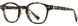 1 - Olive Tortoise