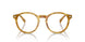 618573 - Tortoise - Brown