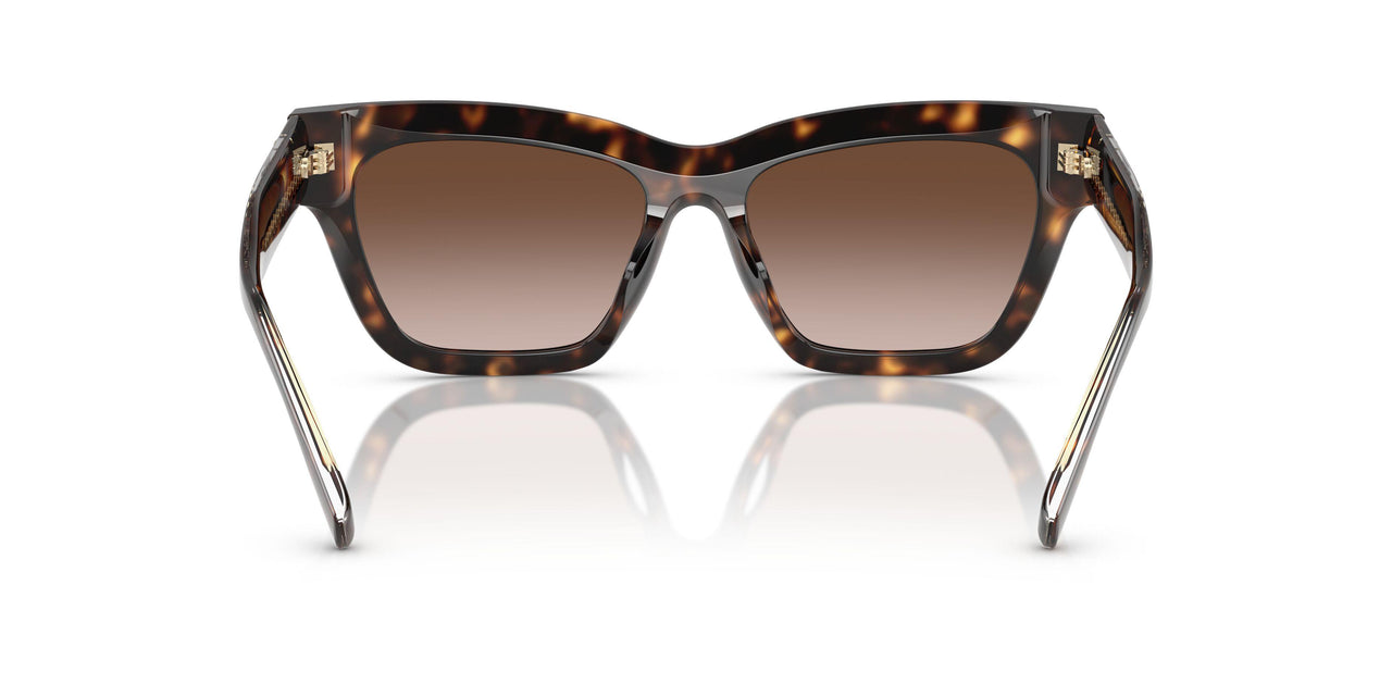 172813 - Tortoise - Brown Gradient