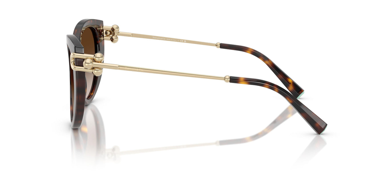 80153B - Tortoise - Brown Gradient
