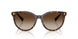 500313 - Tortoise - Brown Gradient