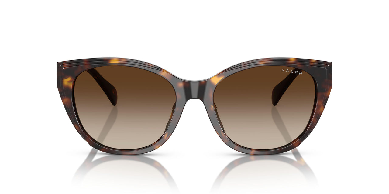 500313 - Tortoise - Gradient Brown