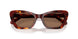 593873 - Tortoise - Brown Solid