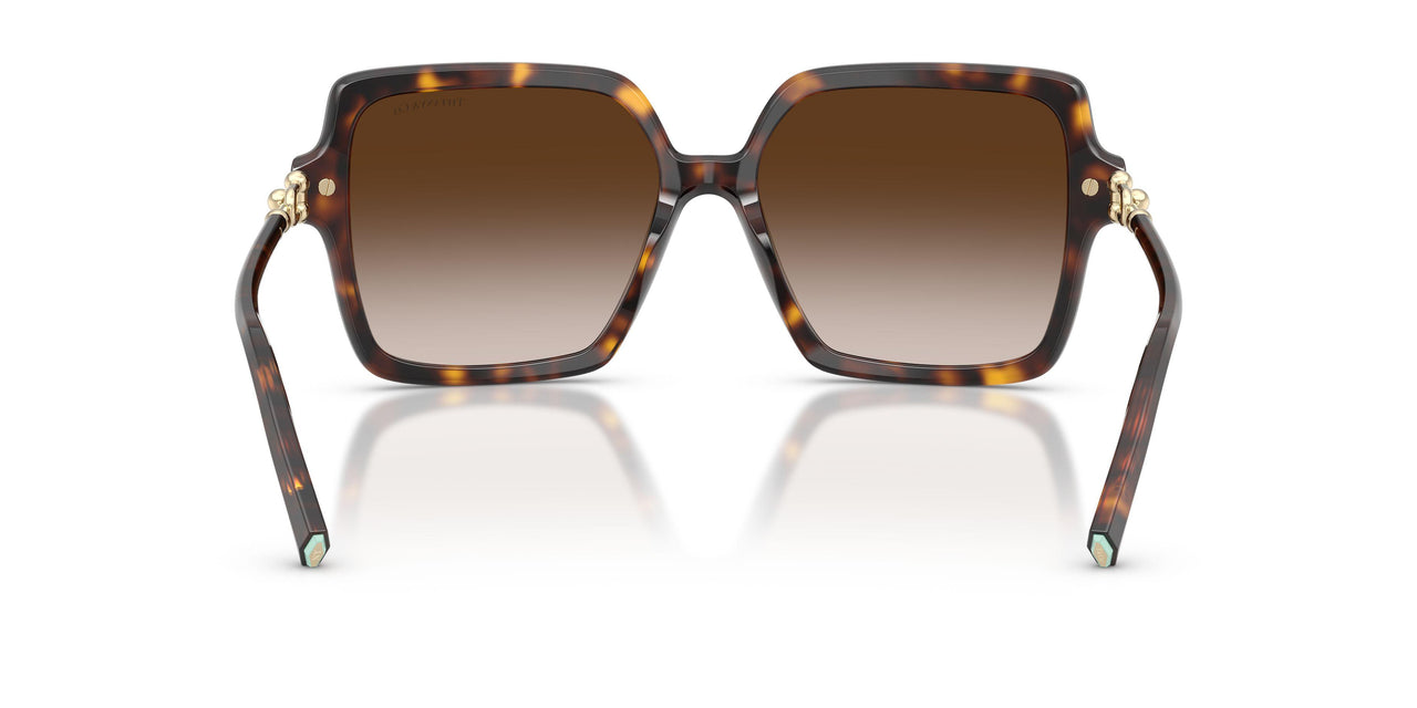 80153B - Tortoise - Brown Gradient