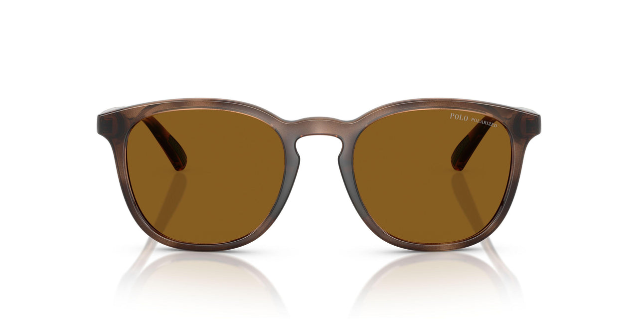 500383 - Tortoise - Dark Polar Brown