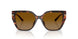 40319P - Tortoise - Brown Polar