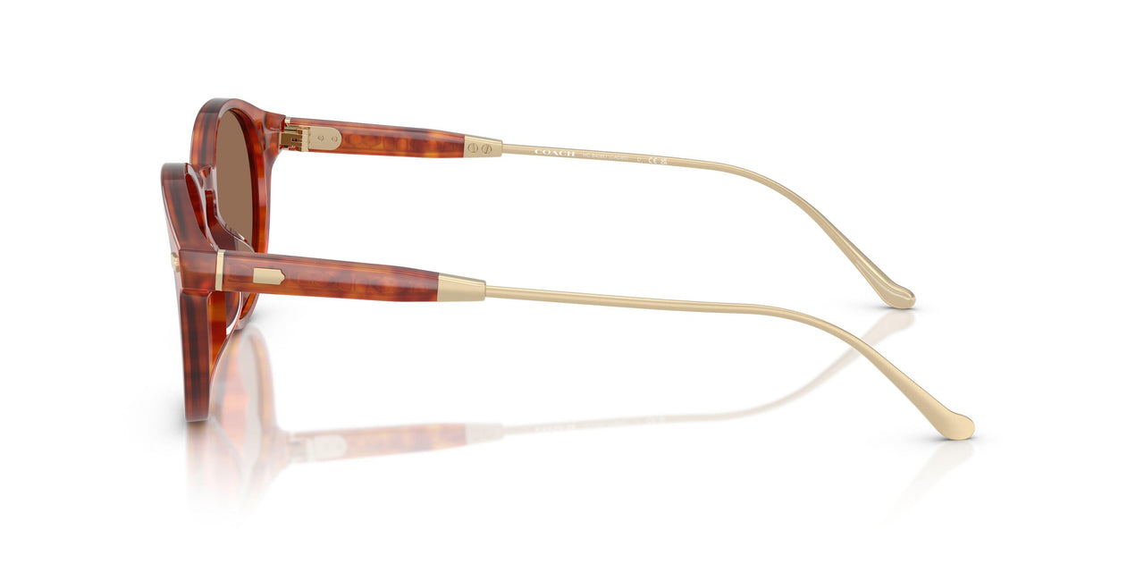 577473 - Tortoise - Brown Solid