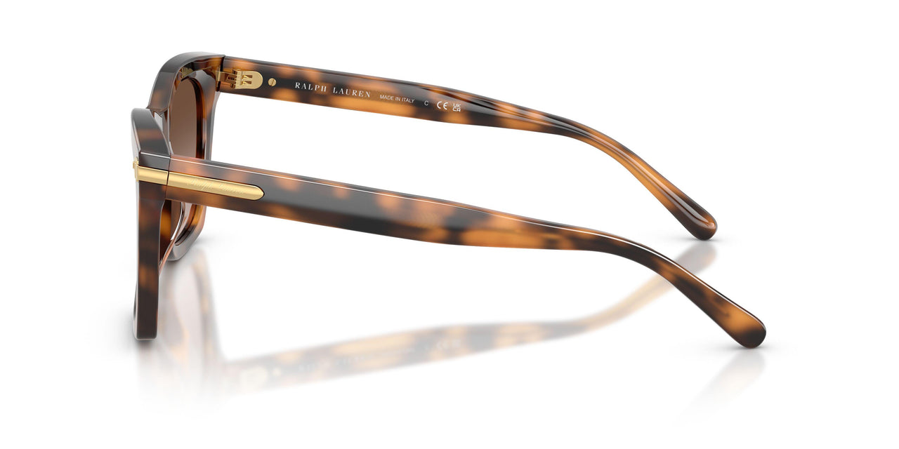 608913 - Tortoise - Gradient Brown