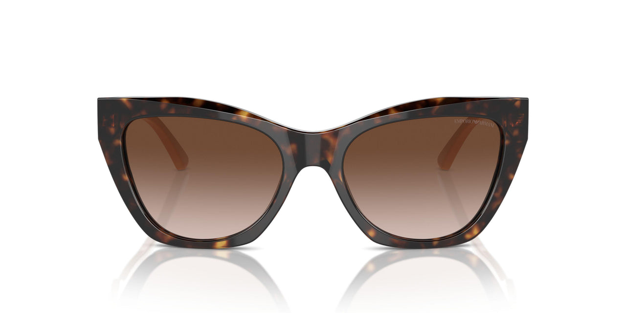 587913 - Tortoise - Gradient Brown