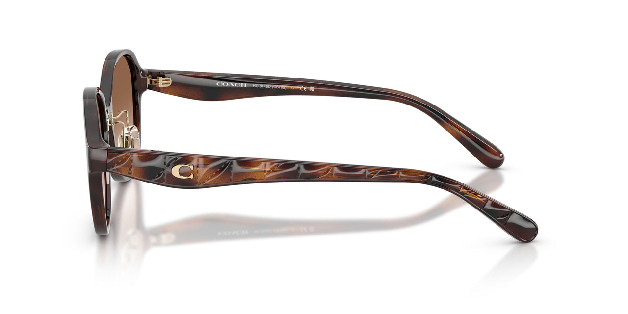 512013 - Tortoise - Brown Gradient