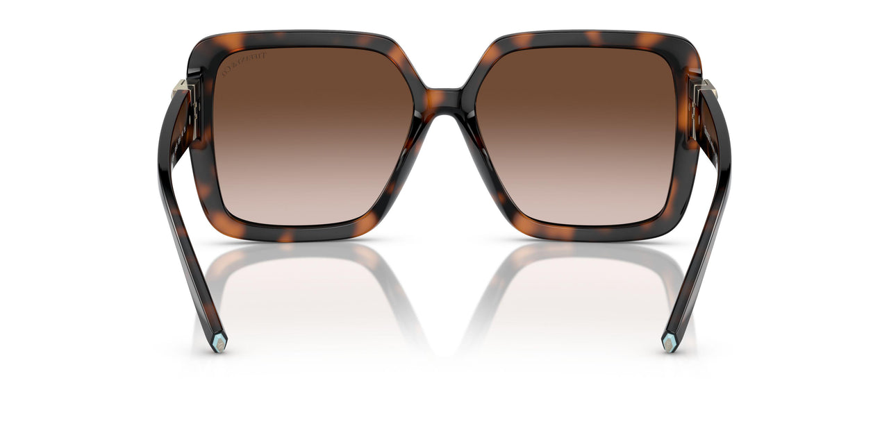 80153B - Tortoise - Brown Gradient