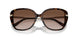 300613 - Tortoise - Brown Gradient