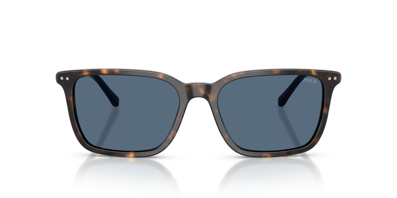 500380 - Tortoise - Dark Blue