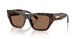500273 - Tortoise - Dark Brown