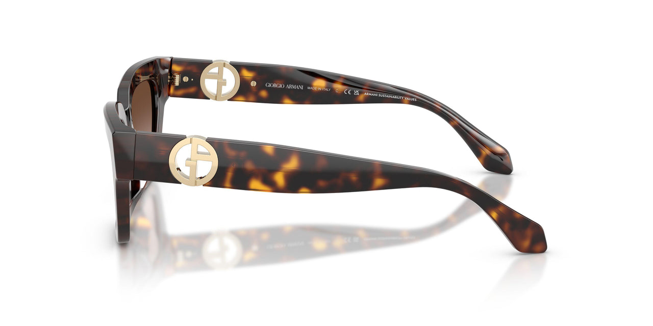 587913 - Tortoise - Gradient Brown