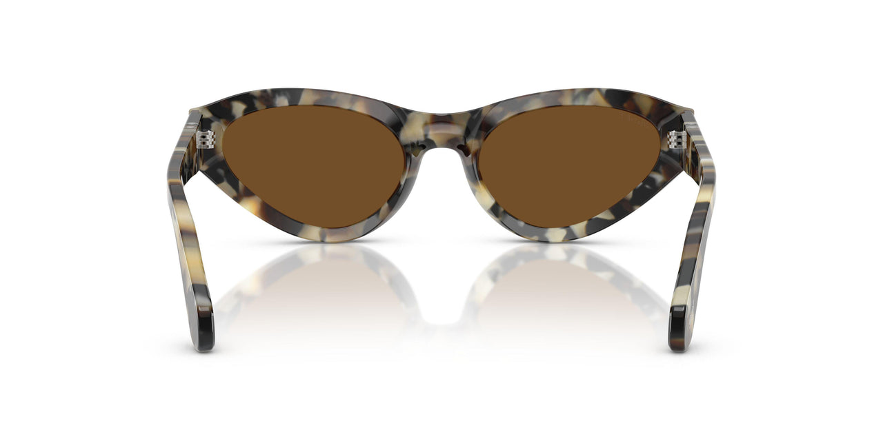 107157 - Tortoise - Brown Polar