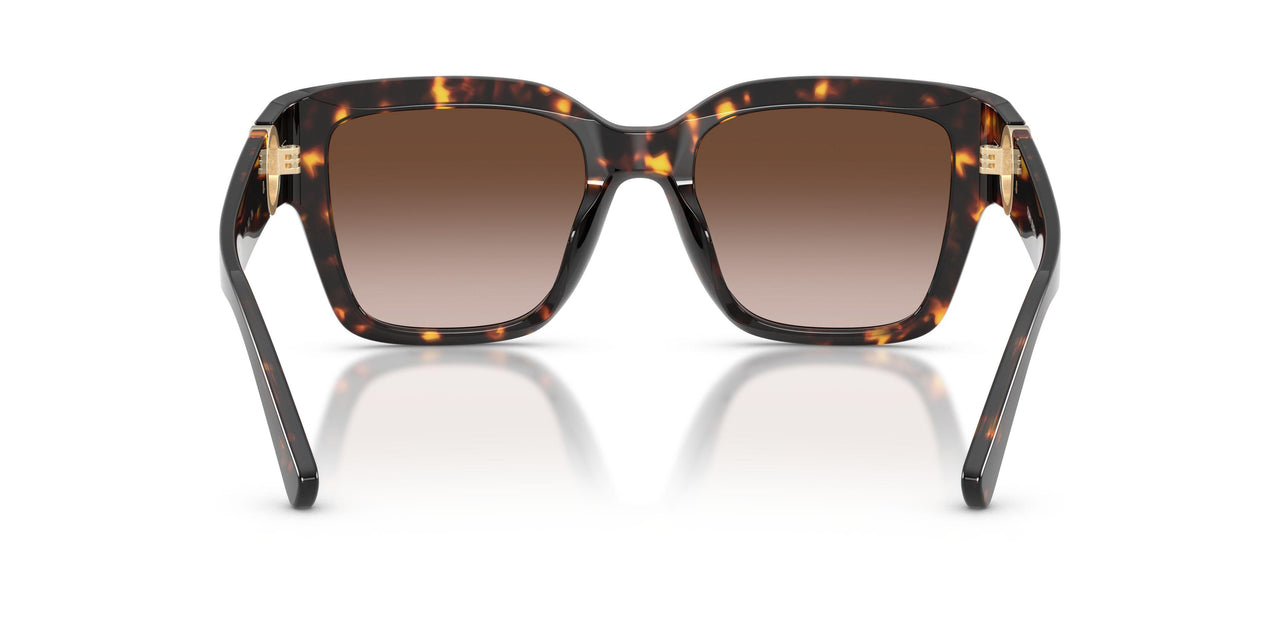 198113 - Tortoise - Brown