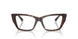 5002 - Tortoise