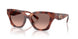 577413 - Tortoise - Brown Pink Gradient