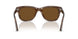 120857 - Tortoise - Polar Brown