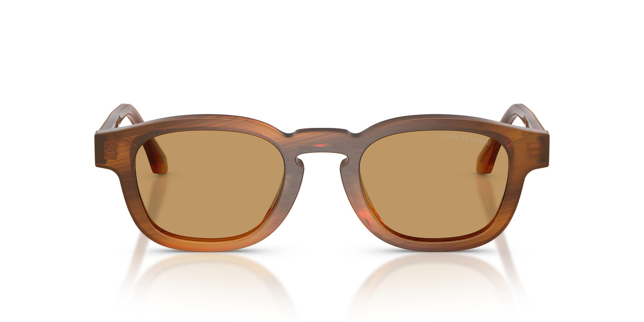 616373 - Tortoise - Brown