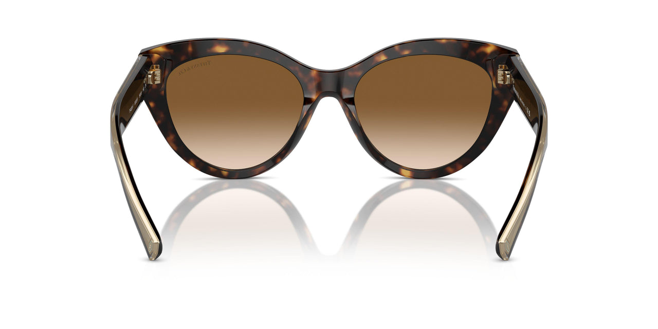 801551 - Tortoise - Clear Gradient Brown
