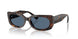 500280 - Tortoise - Dark Blue