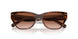 574413 - Tortoise - Brown Pink Gradient