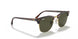 W0366 - Tortoise - Green