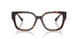 5002 - Tortoise