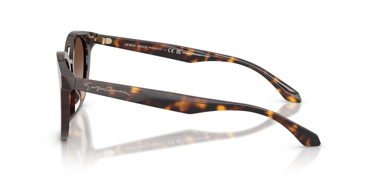 612413 - Tortoise - Brown Gradient