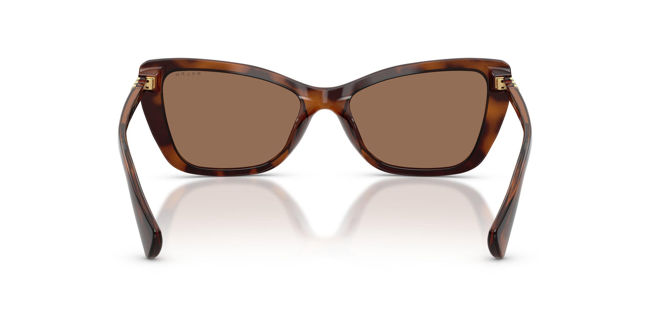 614973 - Tortoise - Brown
