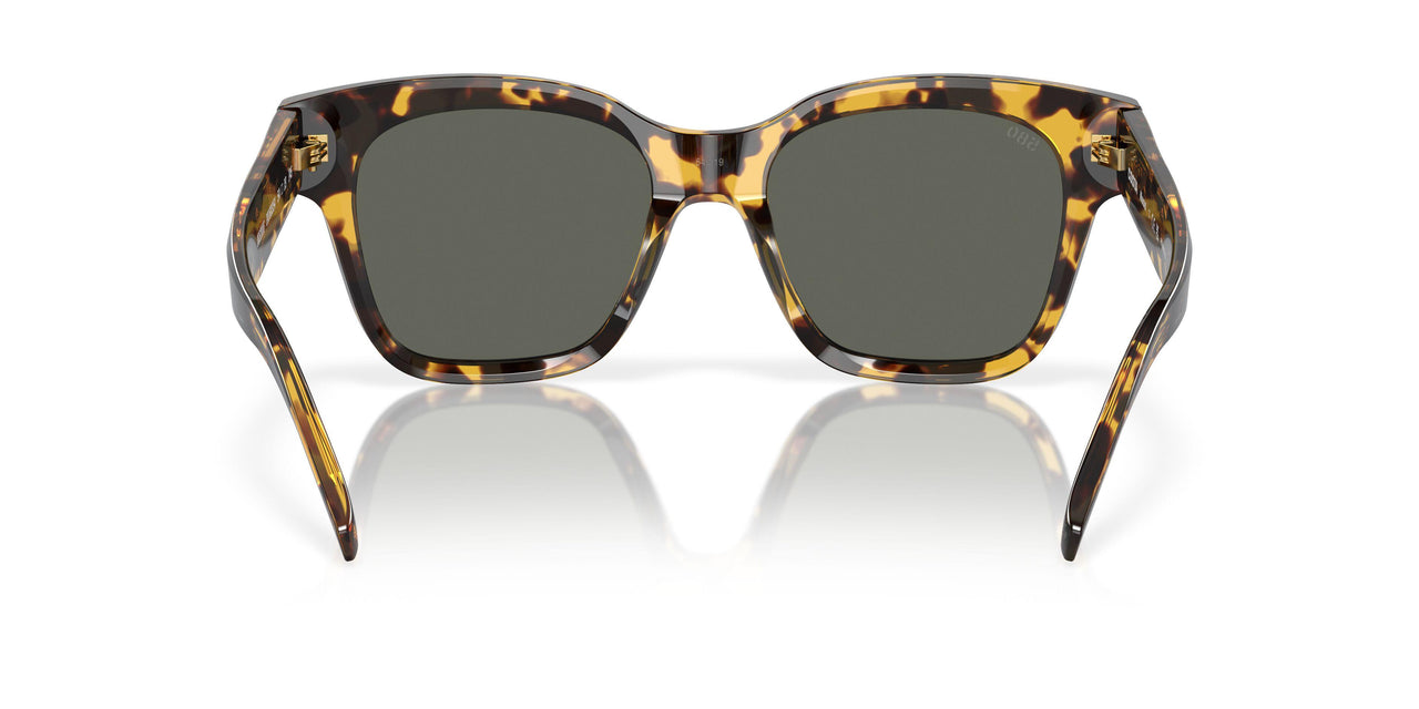 201603 - Tortoise - Gray