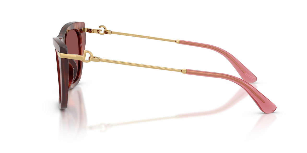 344475 - Tortoise - Dark Violet