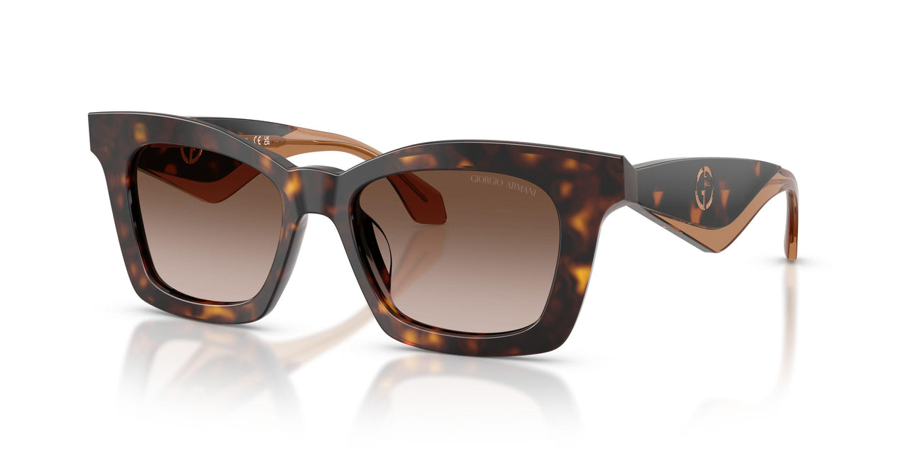 502613 - Tortoise - Brown Gradient