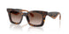 502613 - Tortoise - Brown Gradient