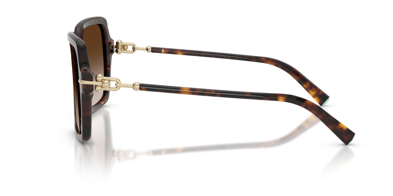80153B - Tortoise - Brown Gradient