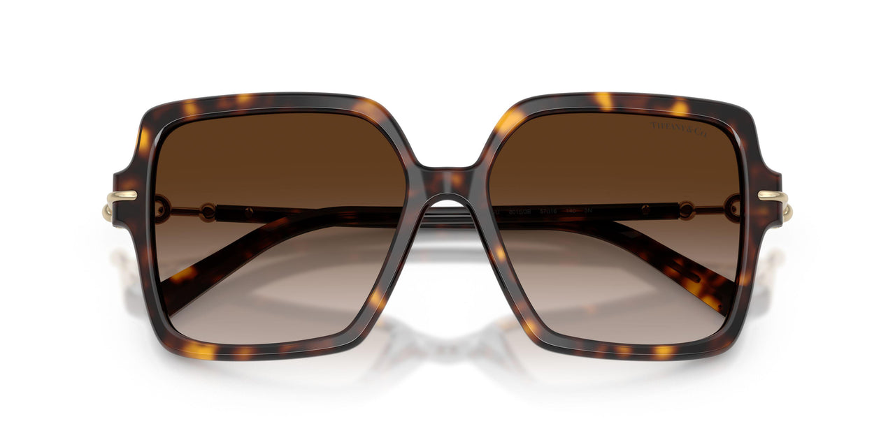 80153B - Tortoise - Brown Gradient