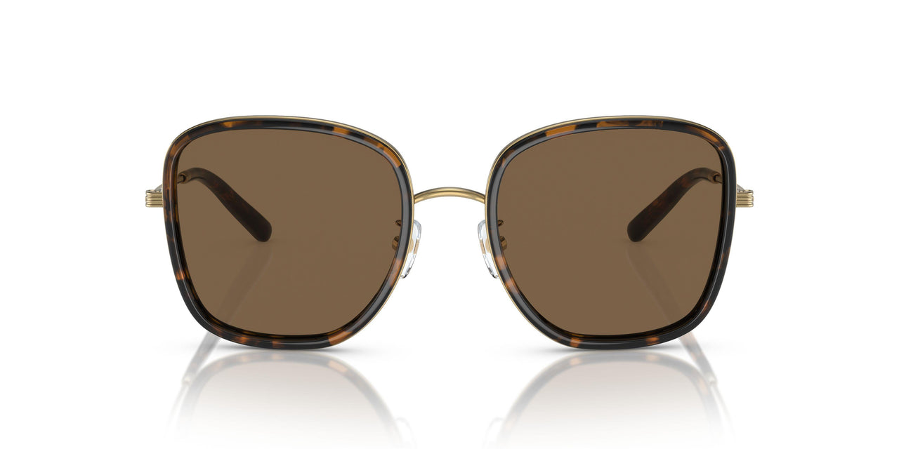 336373 - Tortoise - Brown Gradient