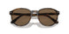 597473 - Tortoise - Brown