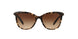 146213 - Brown - Dark Brown Gradient