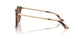 509773 - Tortoise - Dark Brown