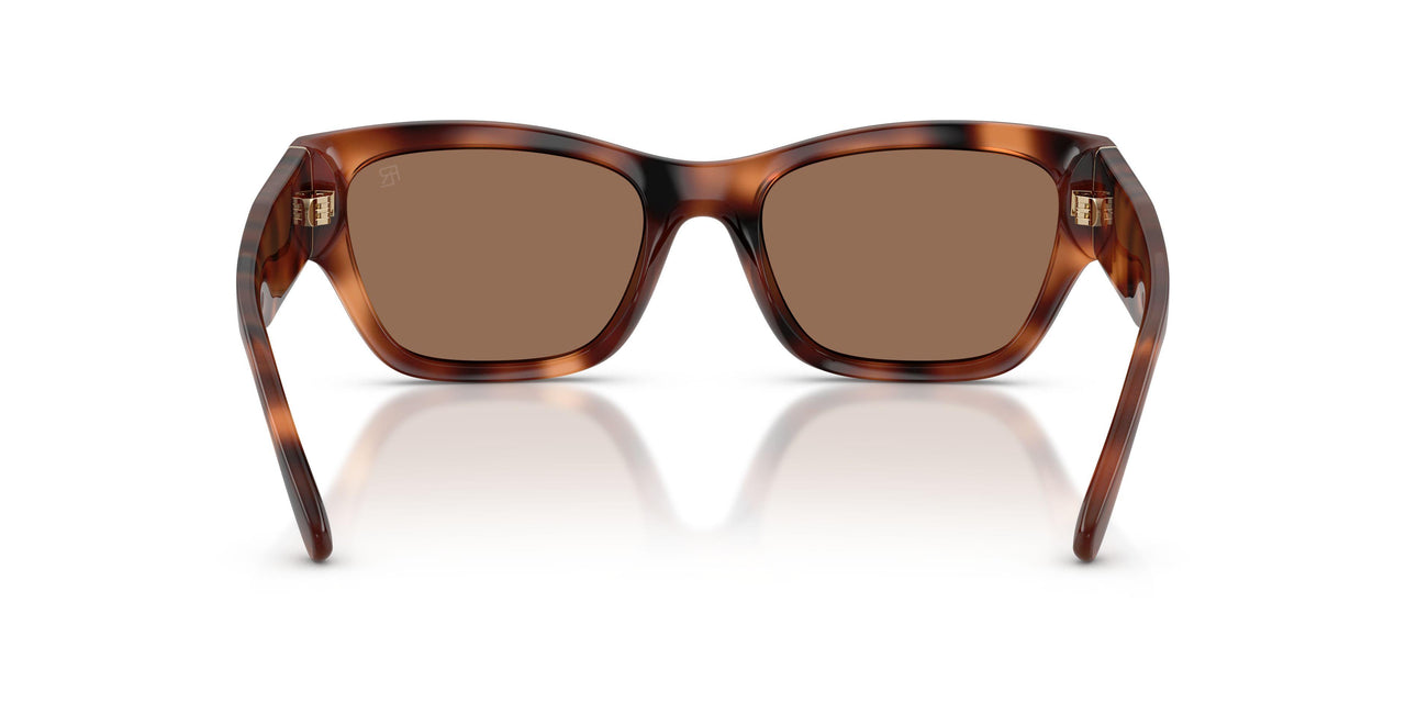 635173 - Tortoise - Brown