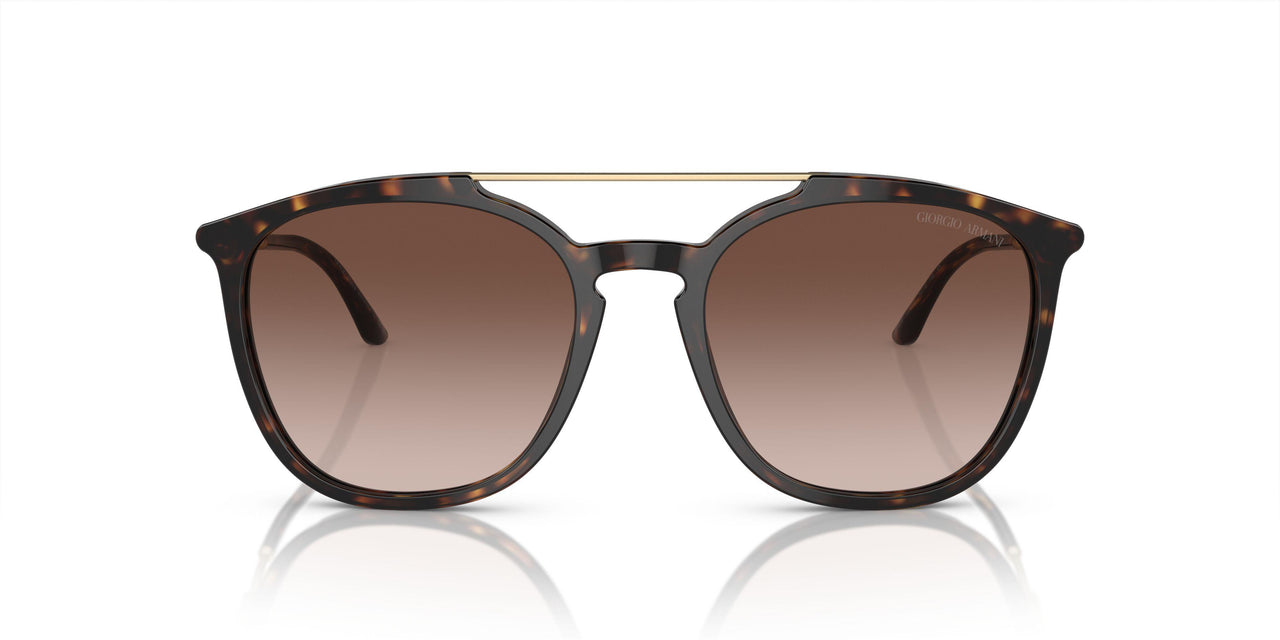 502613 - Tortoise - Gradient Brown