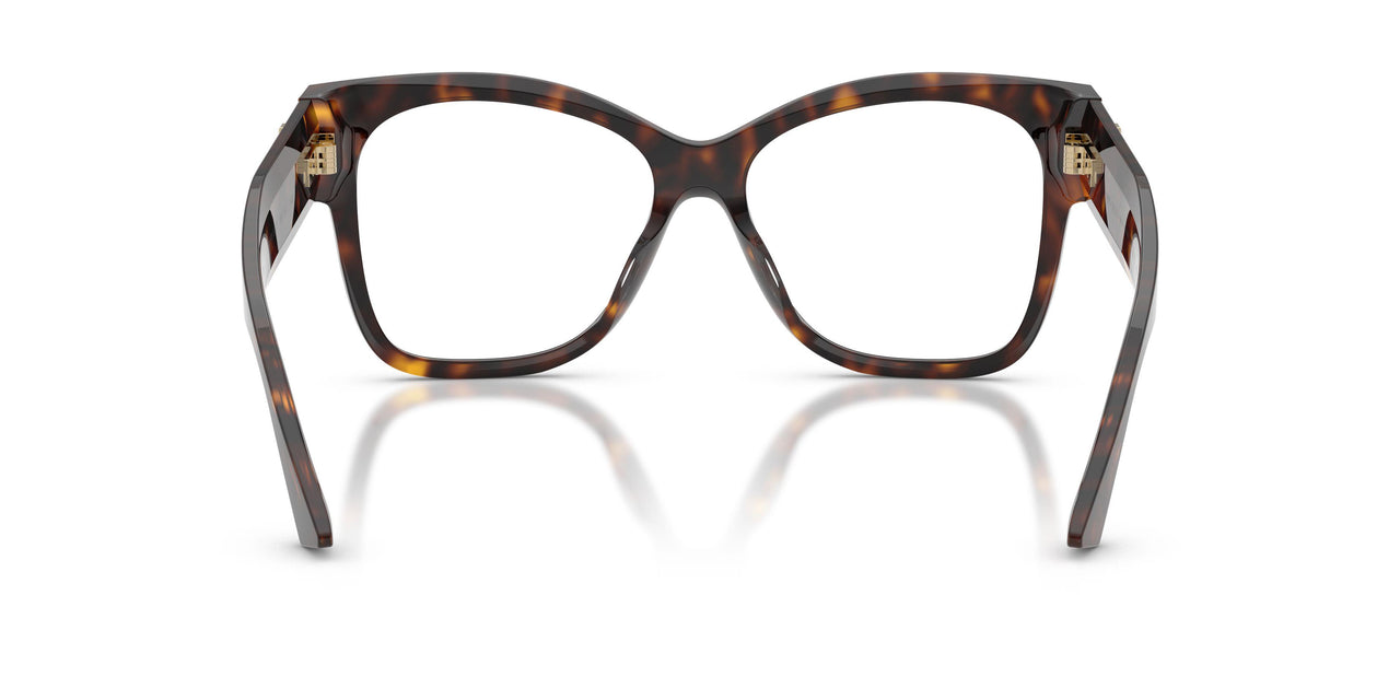 5002 - Tortoise