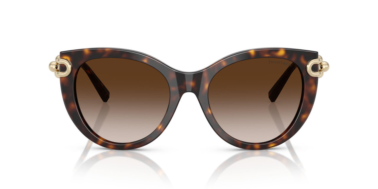 80153B - Tortoise - Brown Gradient