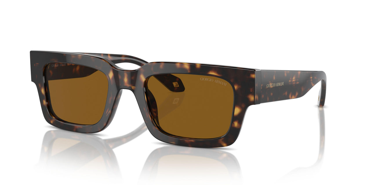 612433 - Tortoise - Brown